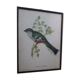 Estampe "trogon temnurus" de J & E. Gould 1804-1881 imprimée par c.hullmandel (1789/1850)