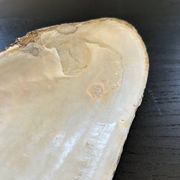 Vide poche coquillage en nacre
