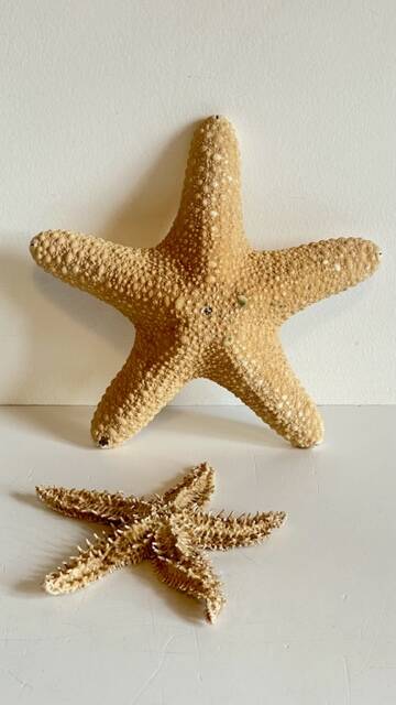 Vintage starfish