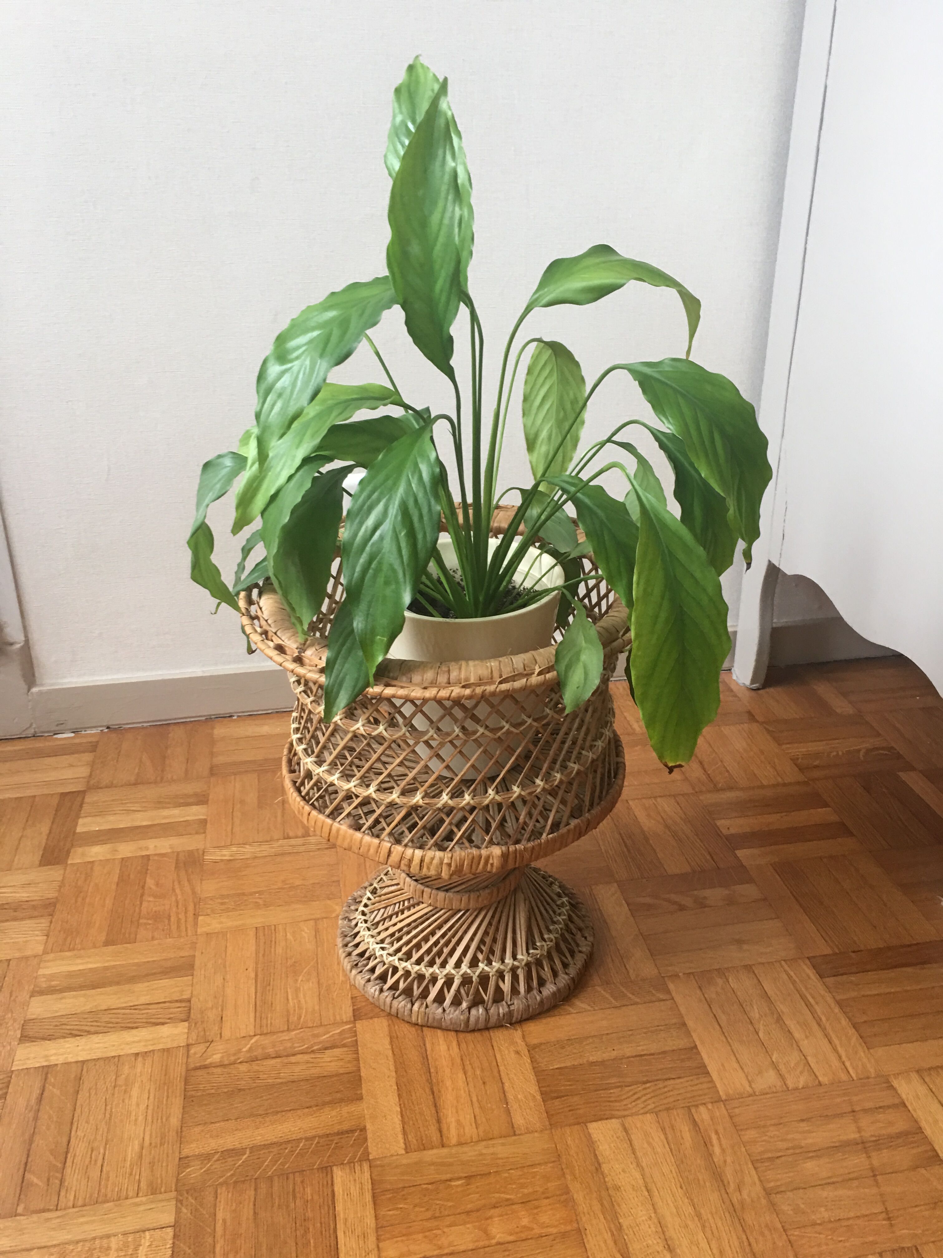 Door vintage wicker plants