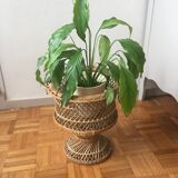 Door vintage wicker plants