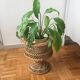Door vintage wicker plants