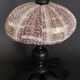 Cabinet of Curiosities sea urchin flower toxopneustes pileolus on base