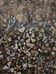 Jean dubuffet: garden of quite-vite - original signed stencil
