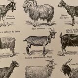 Lithograph on goats - 1920
