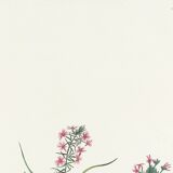 Poster about the Yellow-winged Bunting, based on an old engraving from 1827.