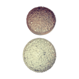 Two glass wall light