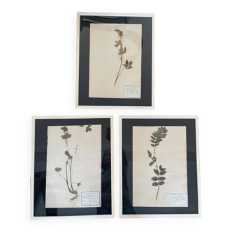 Set of 3 large wooden frames vintage herbarium boards