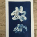 Lots of 4 10x15 Cyanotype prints to frame or give as a gift