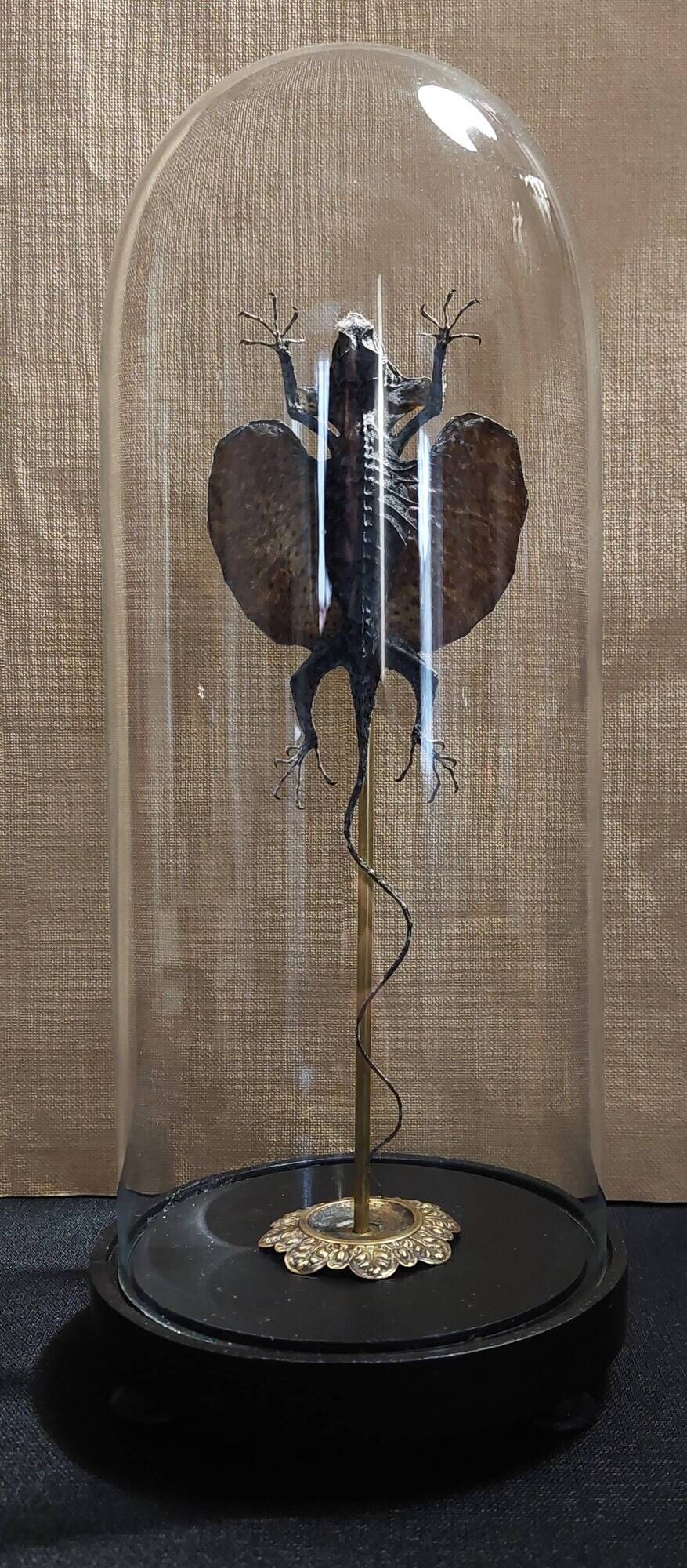 Cabinet of Curiosities globe 19th century flying lizard draco fimbriatus
