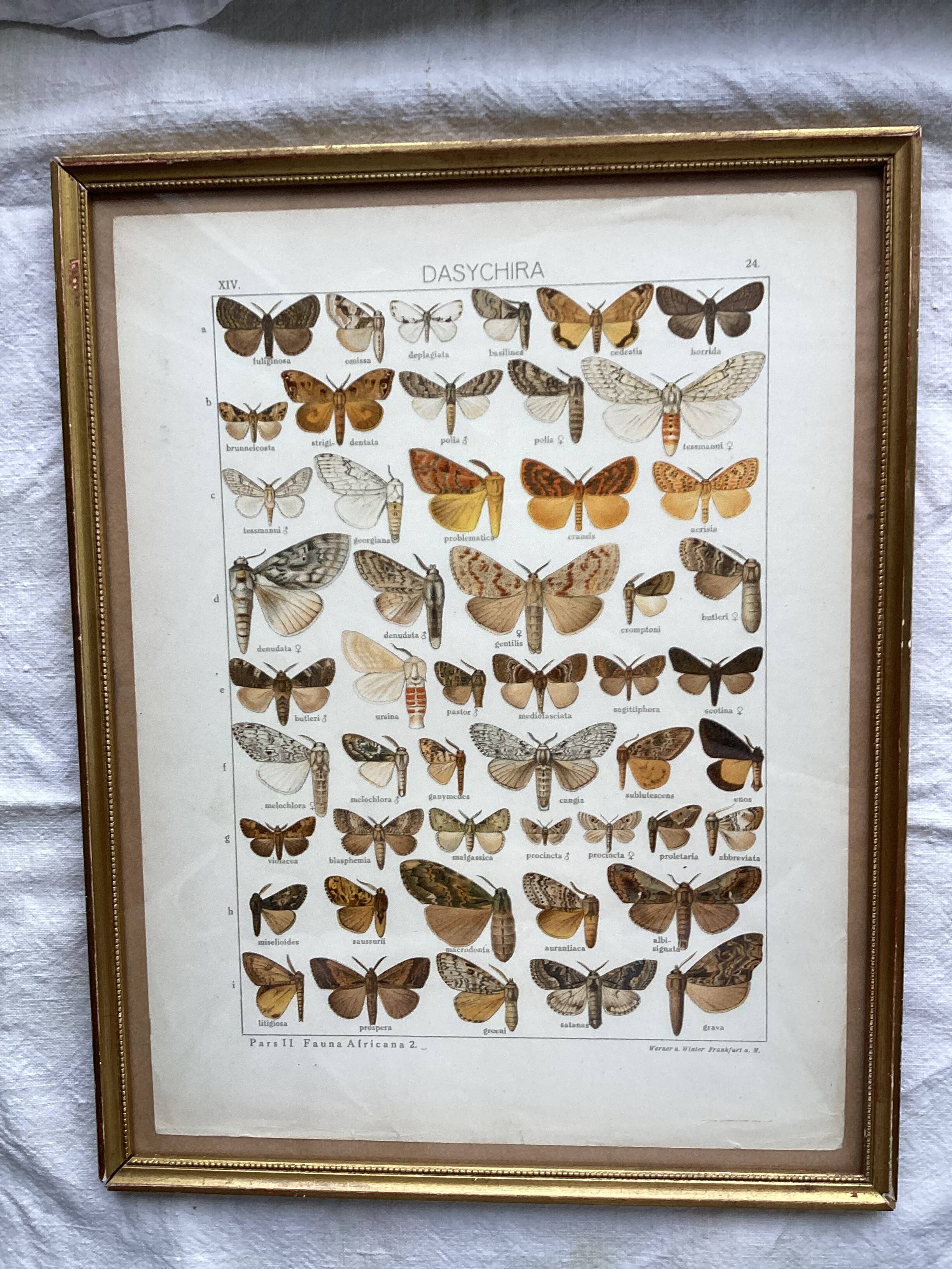 Antique color lithograph of butterflies; dimensions: height - 36.5 cm