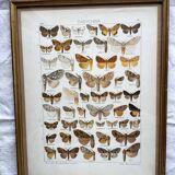 Antique color lithograph of butterflies; dimensions: height - 36.5 cm