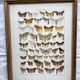 Antique color lithograph of butterflies; dimensions: height - 36.5 cm
