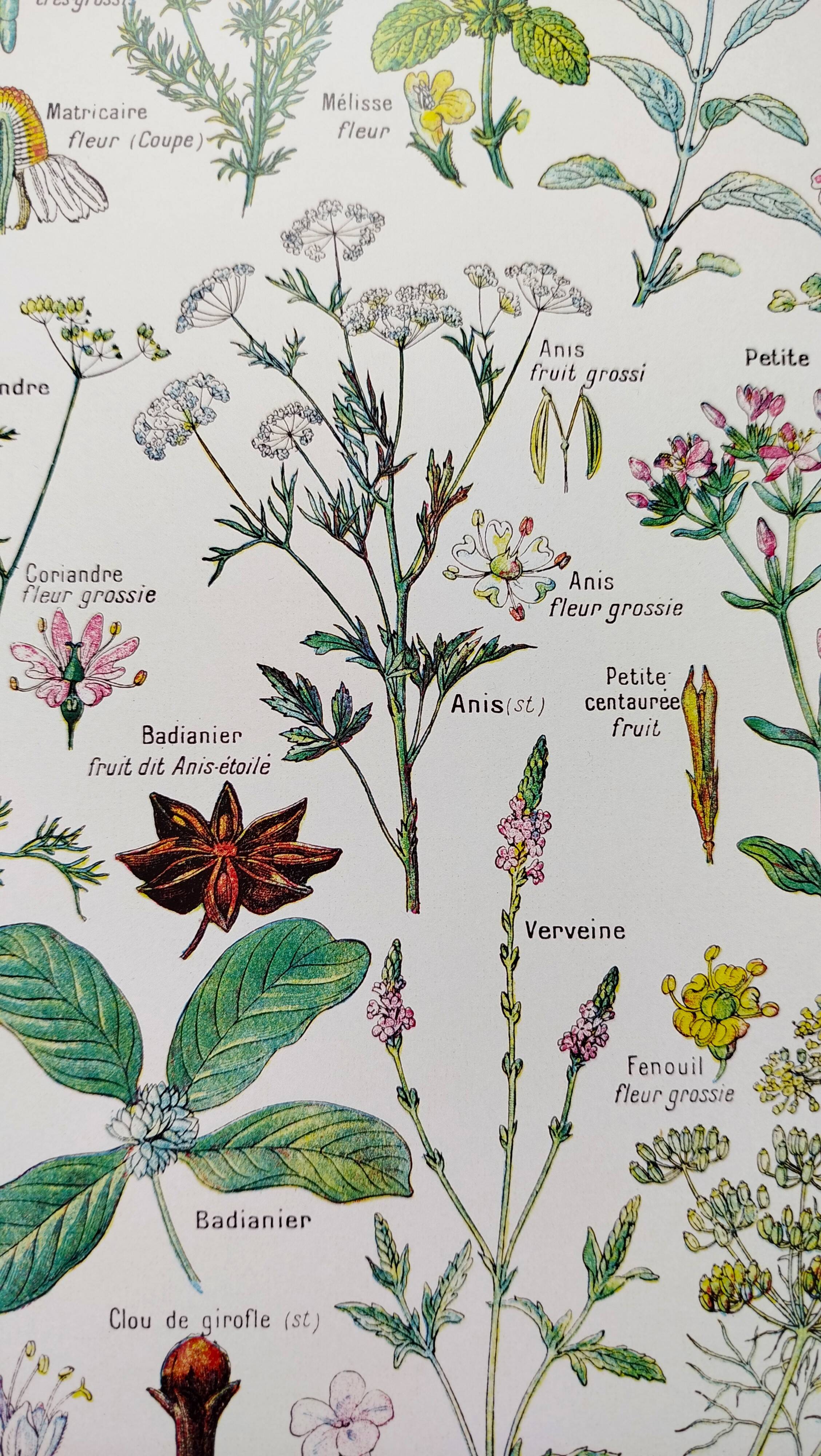 Poster on digestive plants, based on a 1928 lithograph