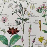 Poster on digestive plants, based on a 1928 lithograph