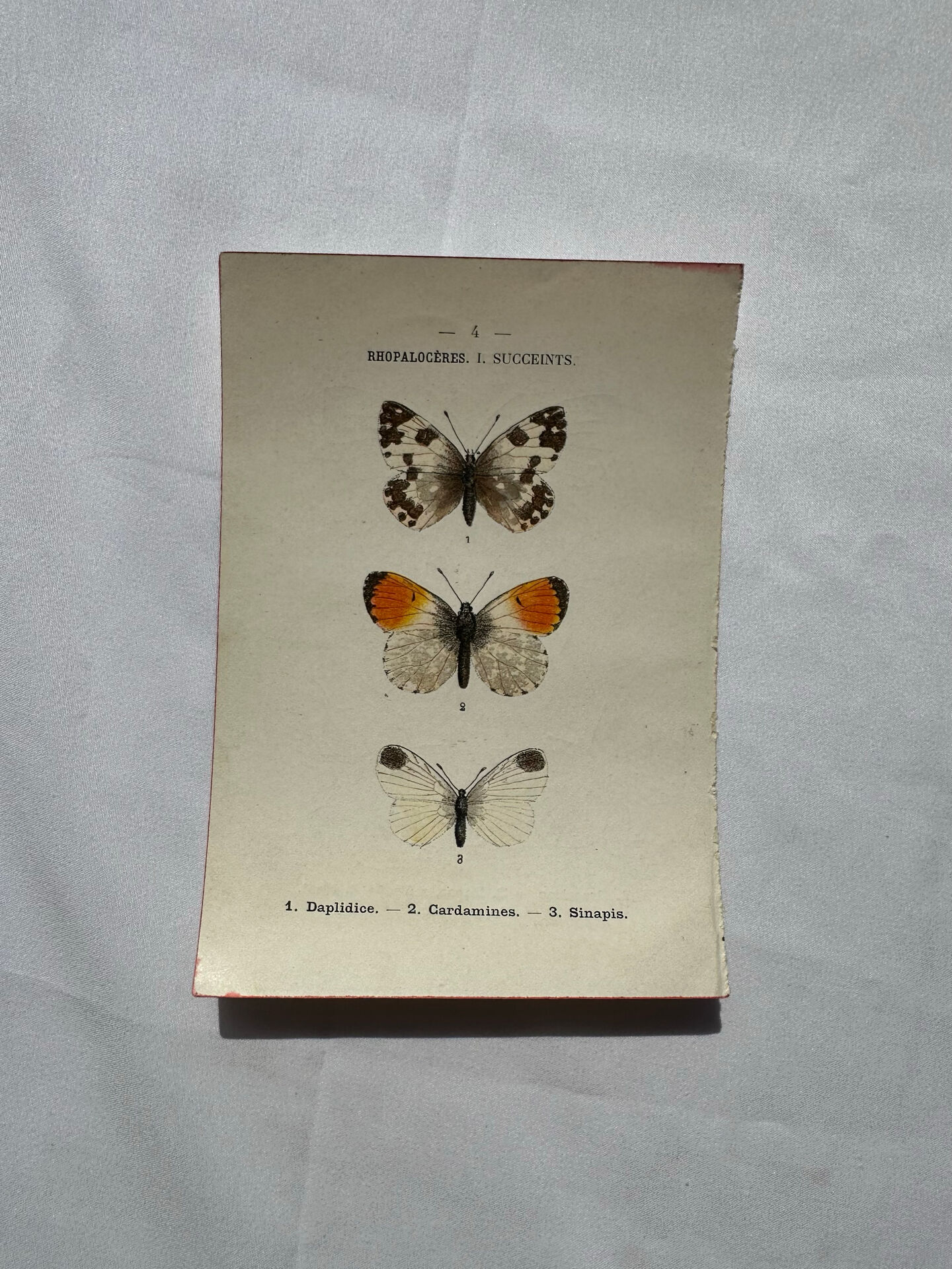 Gravure naturaliste  Papillon 19eme affiche botanique originale 1800