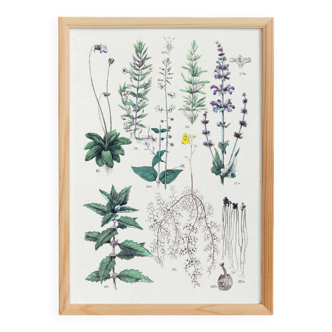 Affiche sur les plantes, d'après une gravure de 1881 (Circée commune, sauge, romarin, gratiole)