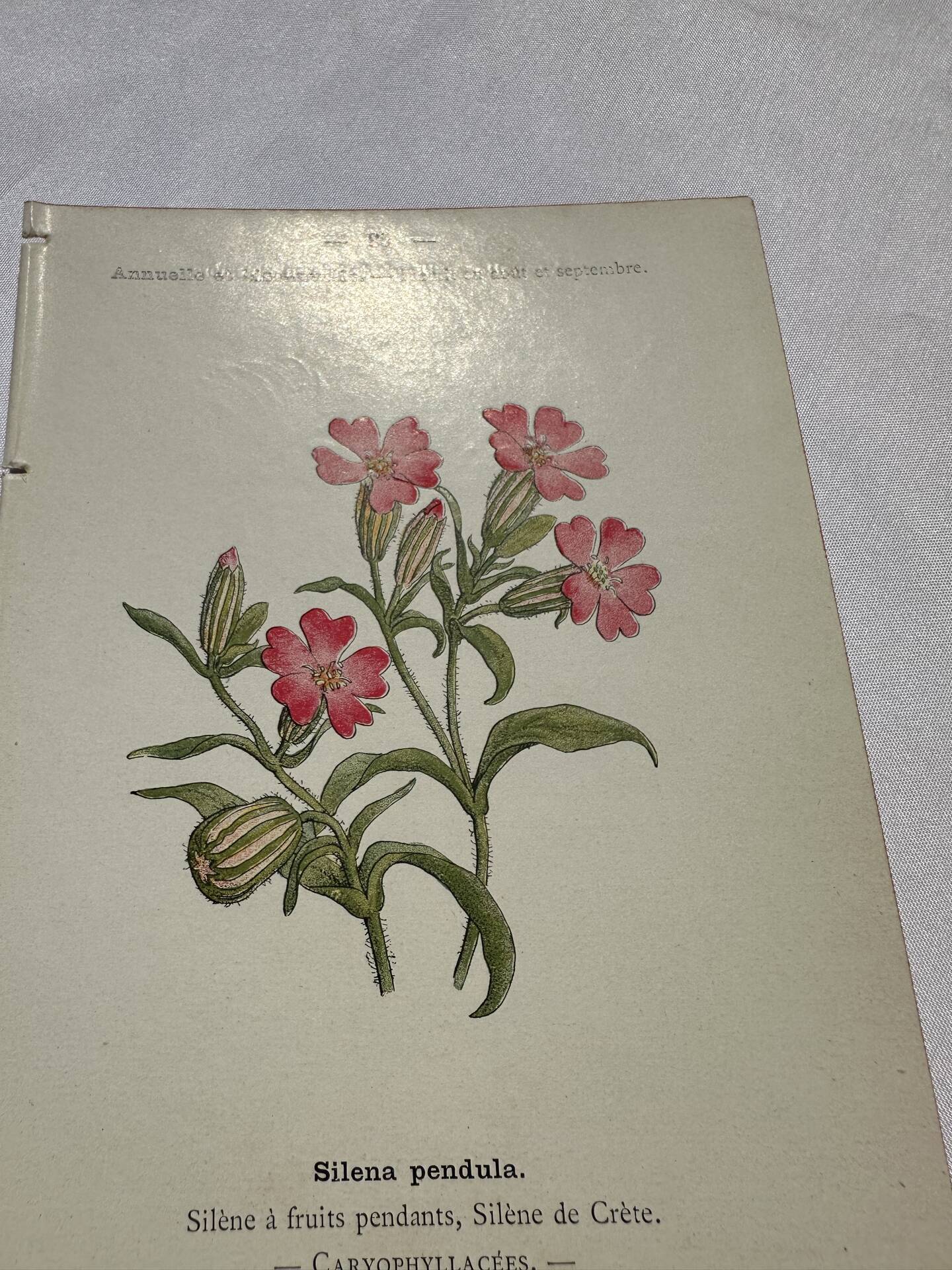 Planche botanique, gravure naturaliste, 19ème