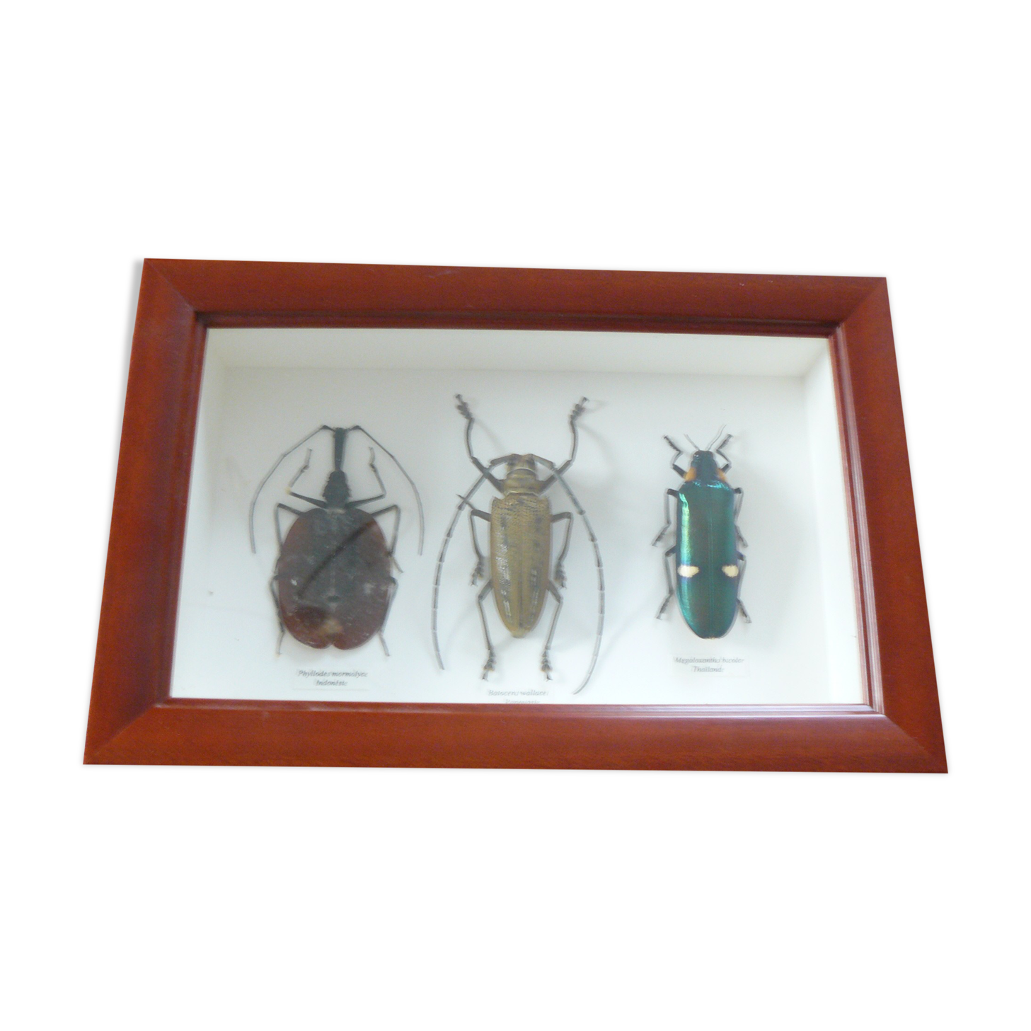 Boîte entomologie 3 insectes naturalisés