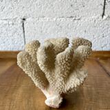 White coral