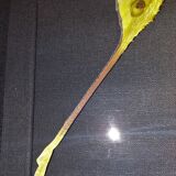 Madagascar comet argema mittrei