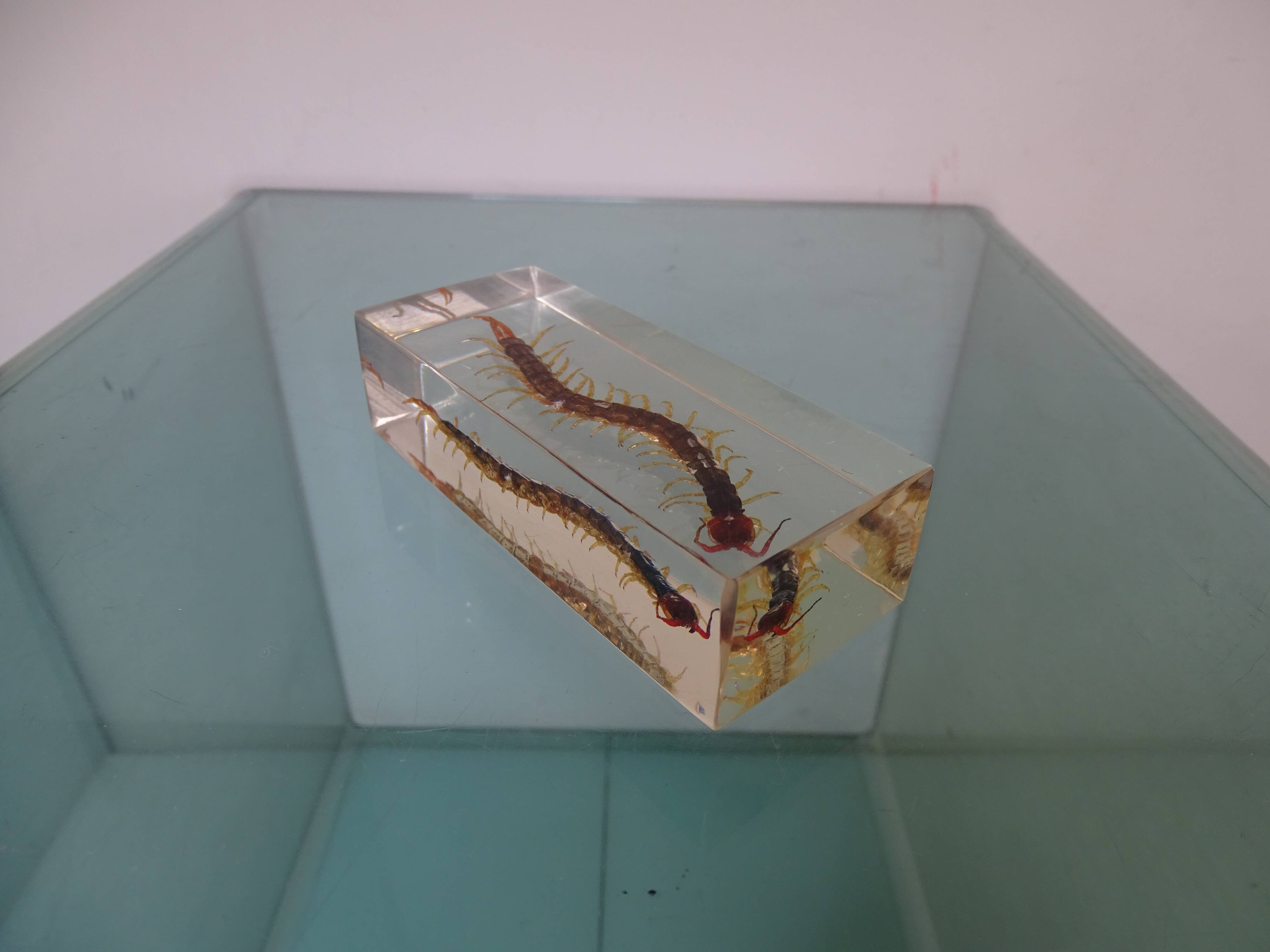 A thousand paw inclusion vintage queen