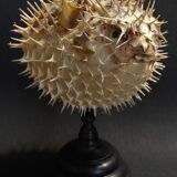 Cabinet of Curiosities naturalized fish diodon holocanthus on base