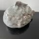 Small Rascasse box in glazed terracotta signed Rochehaut