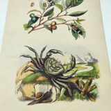 Gravure ancienne de 1838 -Crabe et thé- Planche coloriée à la main zoologique et botanique. Original