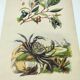 Old engraving from 1838 -Crab and tea- Zoological and botanical hand-colored plate. Original