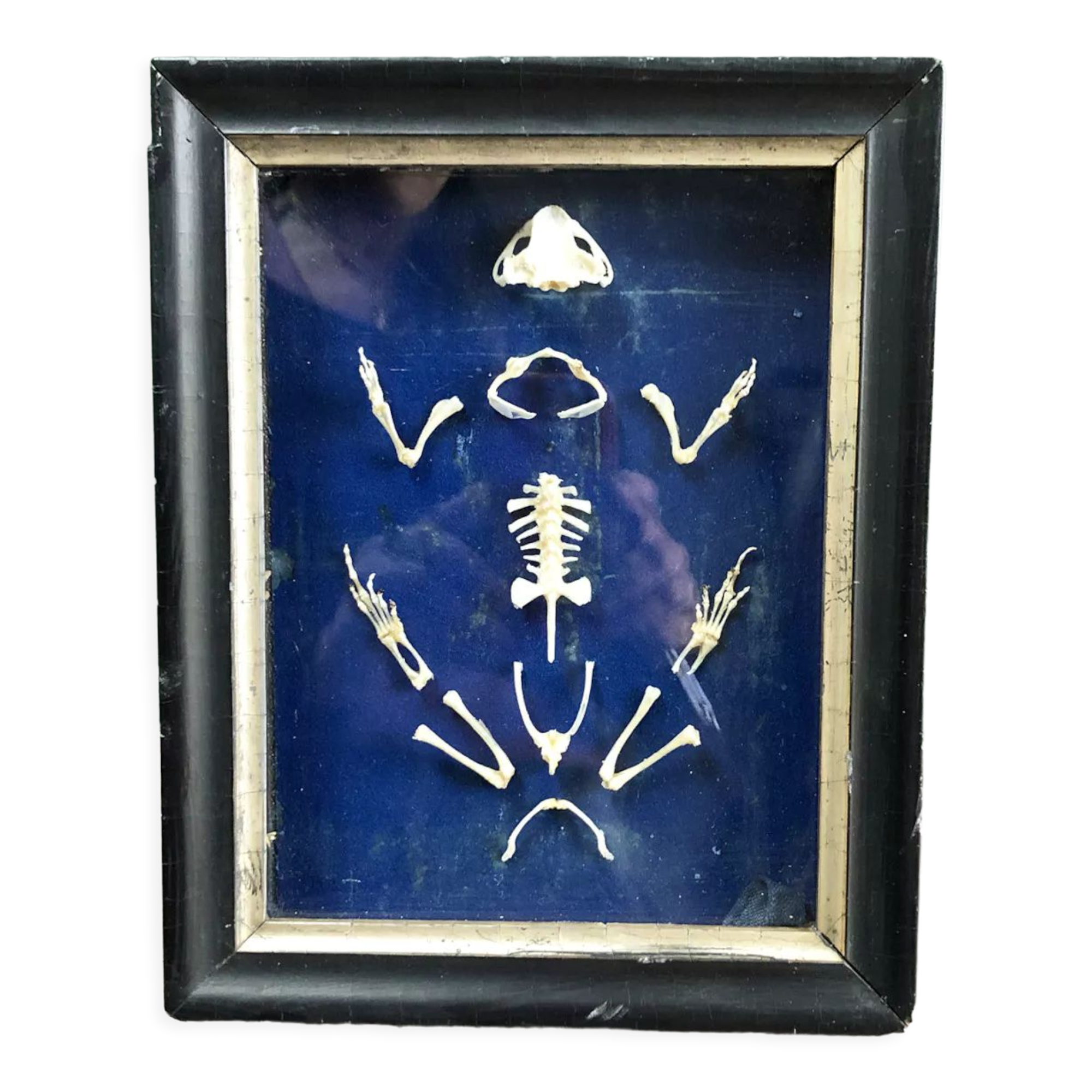 Frog skeleton