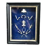 Frog skeleton
