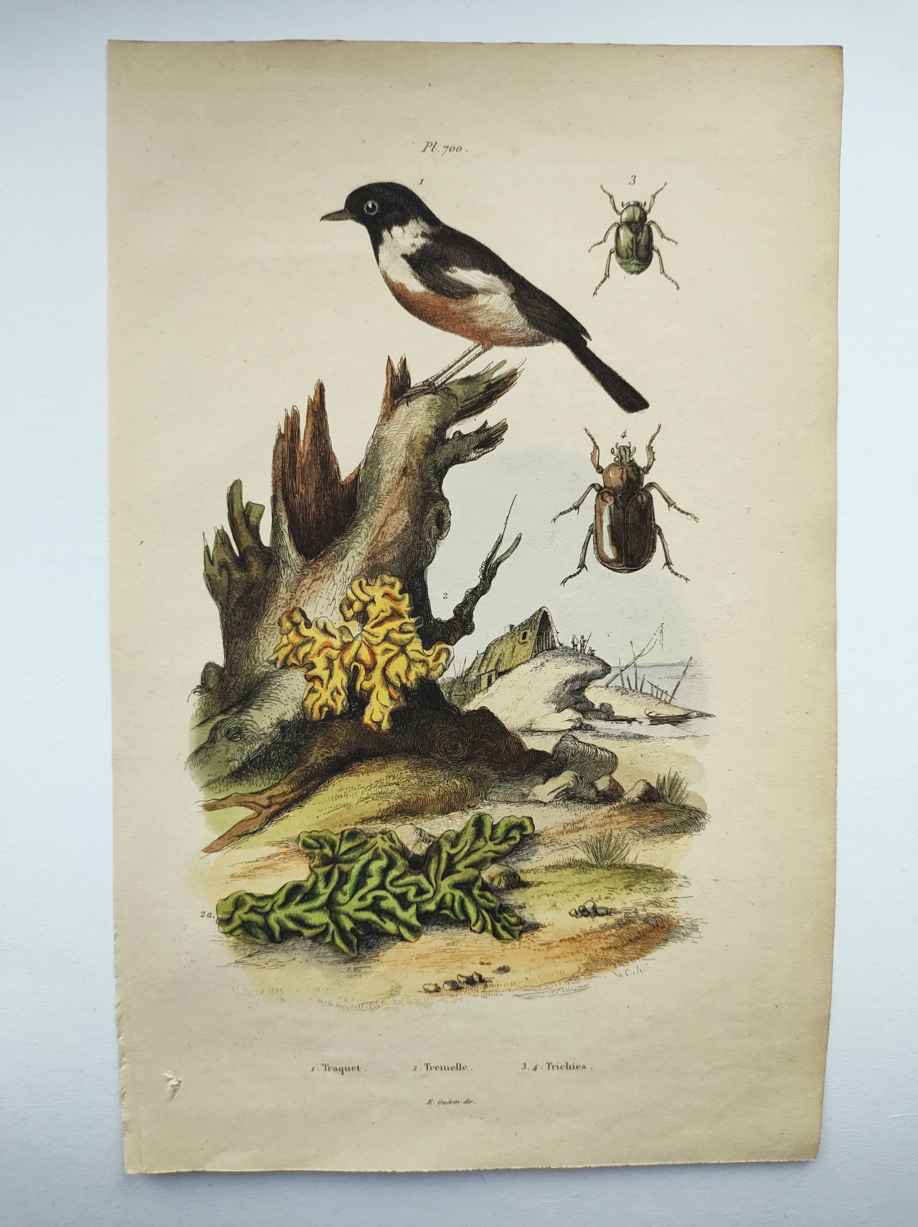 Gravure ancienne de 1838 -Oiseau Traquet - Planche coloriée à la main zoologique et botanique