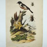Gravure ancienne de 1838 -Oiseau Traquet - Planche coloriée à la main zoologique et botanique
