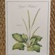 Botanical board