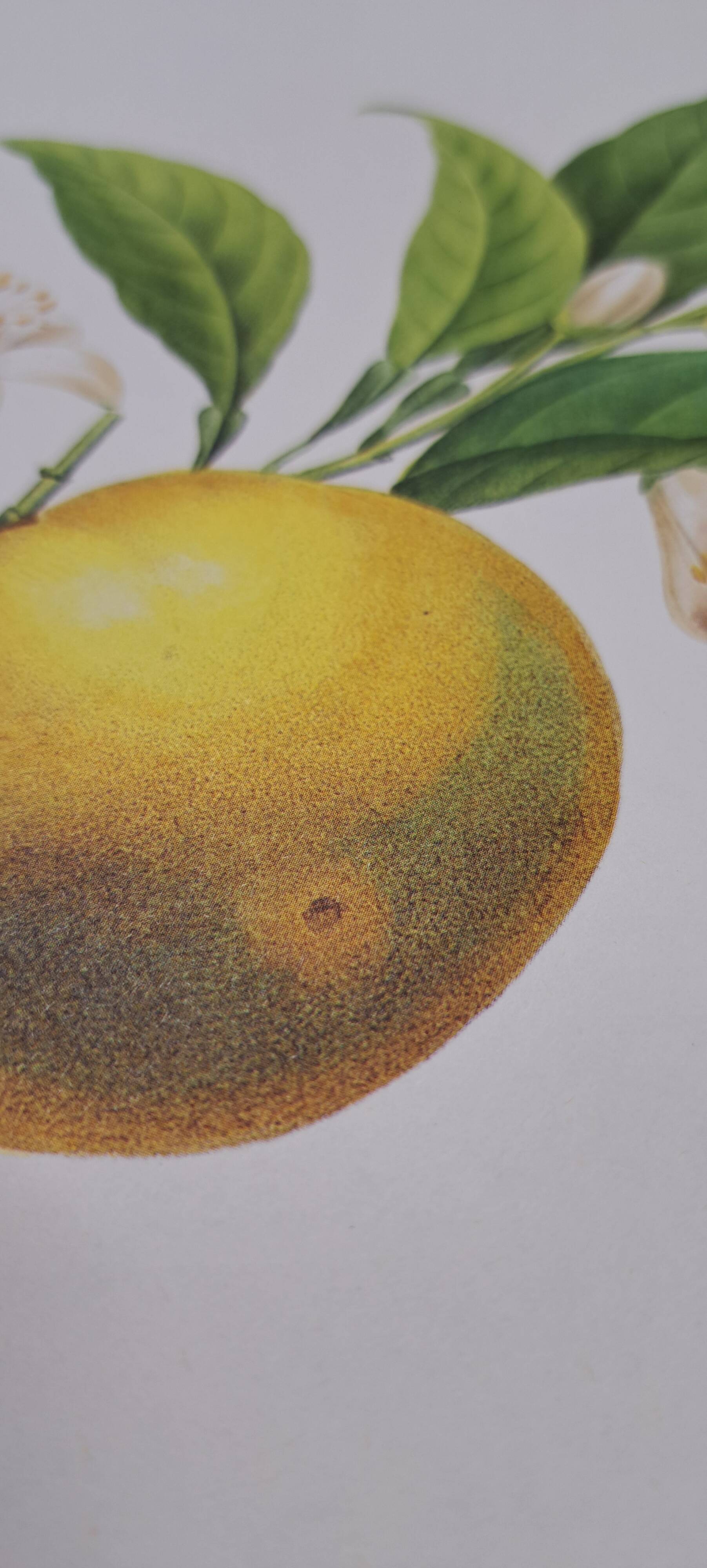 Orange tree with depressed fruits