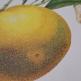 Orange tree with depressed fruits