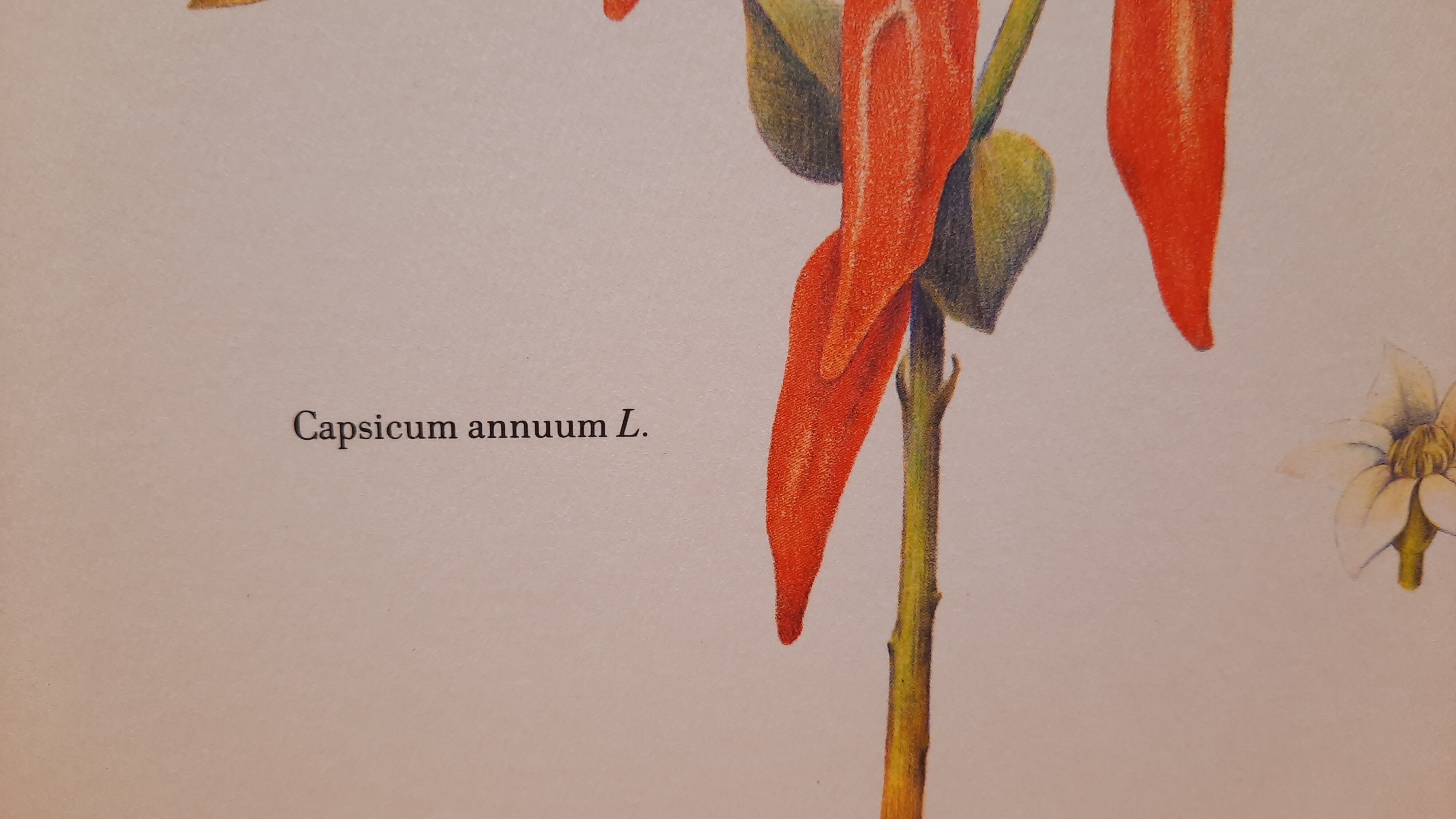 Botanical board Sweet pepper
