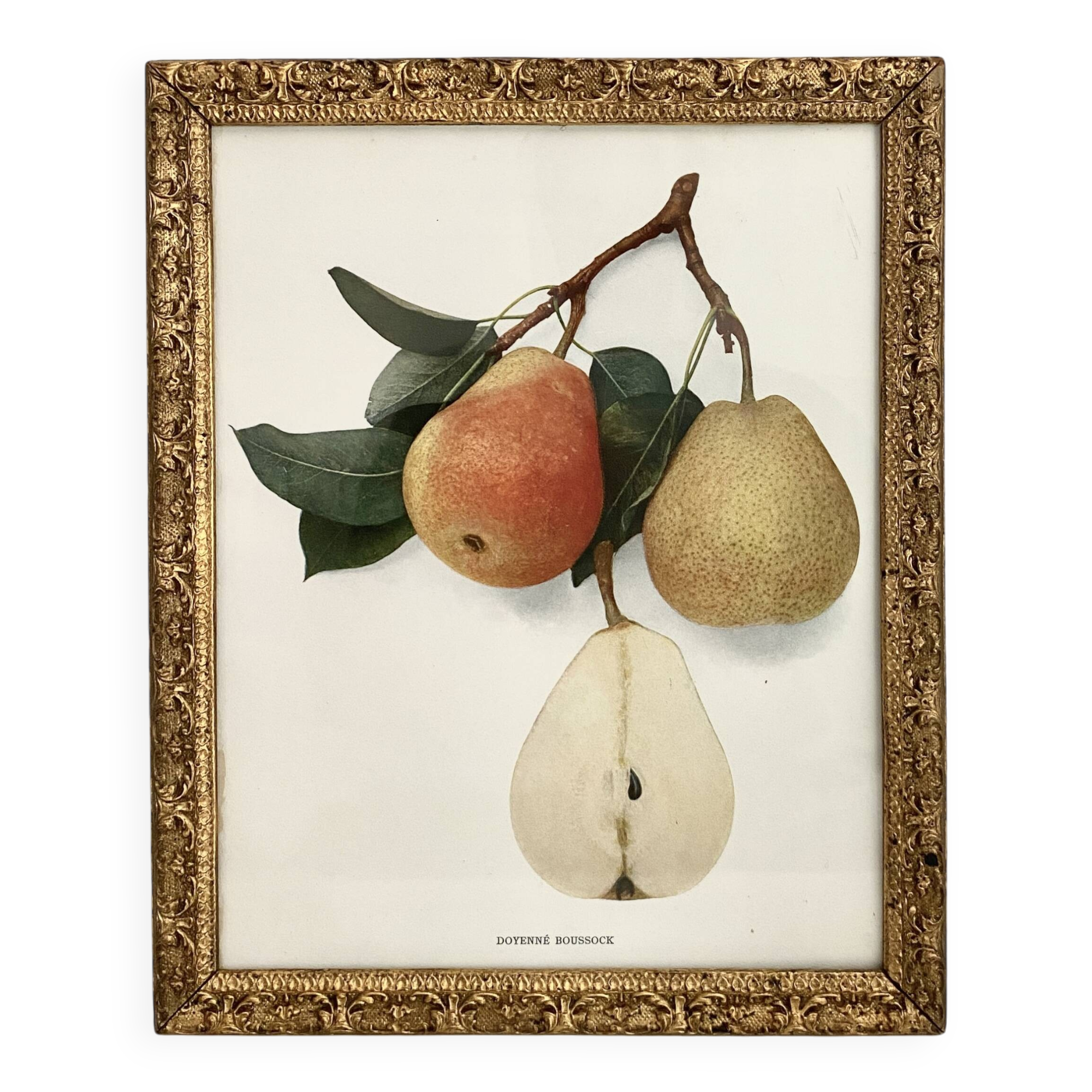 American botanical plate under glass