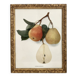 American botanical plate under glass