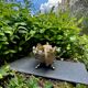 Planter signed Claude Bonnefond (1868-1936) Art Nouveau