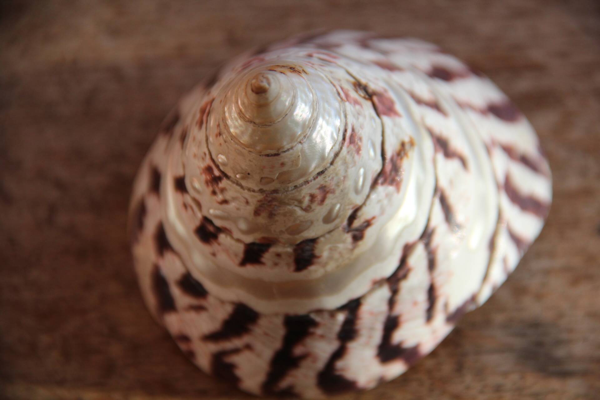 Trochus shell