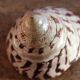 Trochus shell