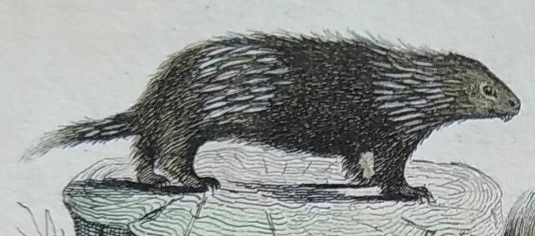 Original zoological plate " urson, porcupine, tamanoir,... - buffon 1840