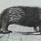 Original zoological plate " urson, porcupine, tamanoir,... - buffon 1840