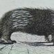 Original zoological plate " urson, porcupine, tamanoir,... - buffon 1840