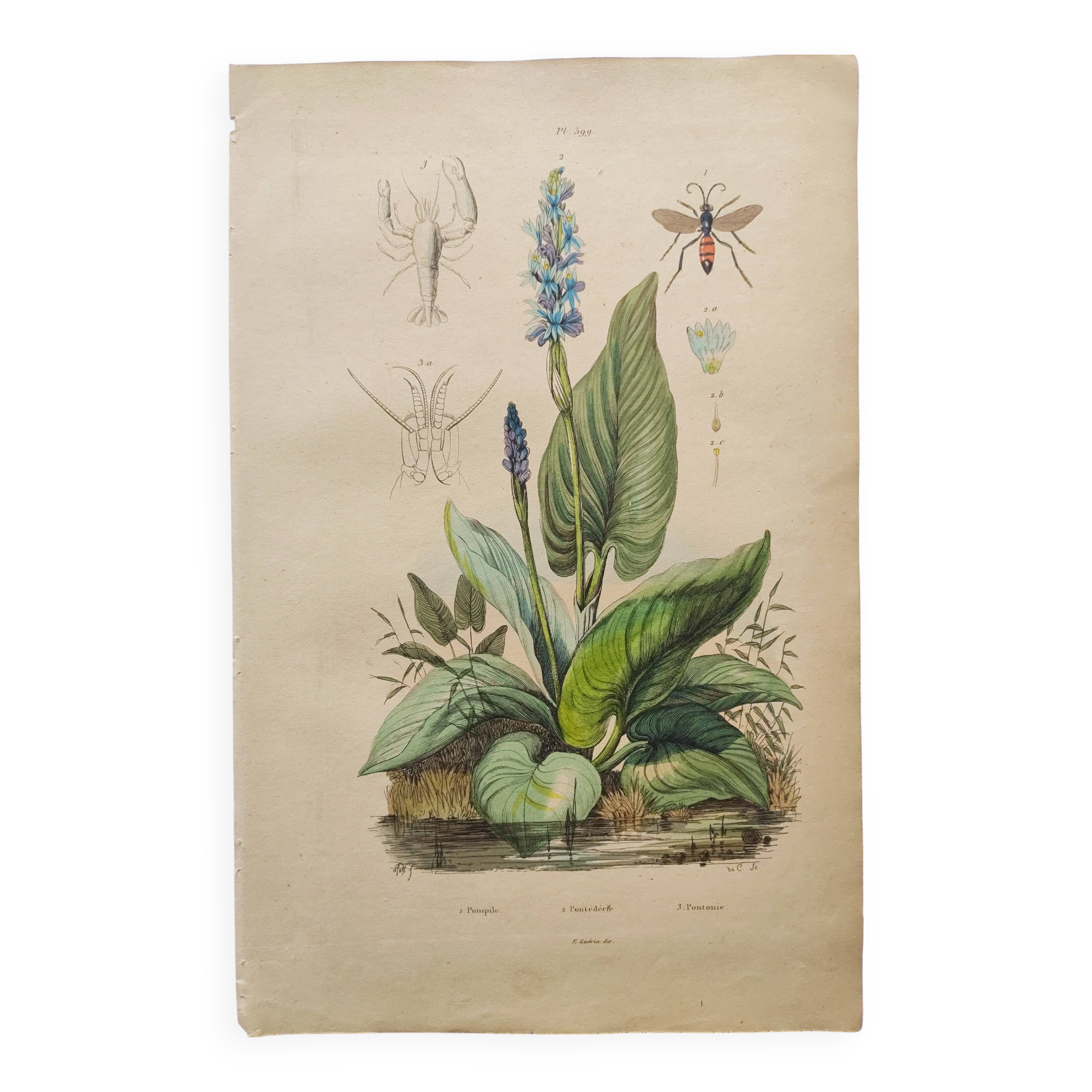 Botanical engraving from 1839 - Pontedera - Old hand-colored plate.