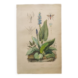 Gravure botaniquede 1839 -Pontédérie- Planche ancienne coloriée à la main .
