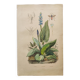 Botanical engraving from 1839 - Pontedera - Old hand-colored plate.