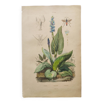 Botanical engraving from 1839 - Pontedera - Old hand-colored plate.